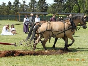 Horse at PFF Plowing the wheat field